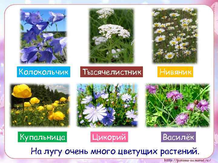 Колокольчик Купальница Тысячелистник Цикорий Нивяник Василёк На лугу очень много цветущих растений. 