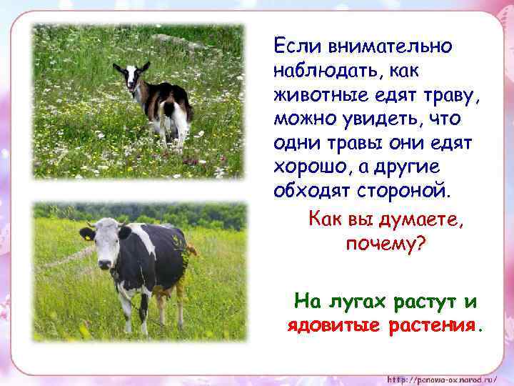Если внимательно наблюдать, как животные едят траву, можно увидеть, что одни травы они едят