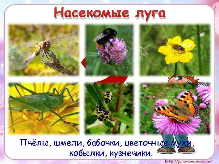 Насекомые луга Пчёлы, шмели, бабочки, цветочные мухи, кобылки, кузнечики. 