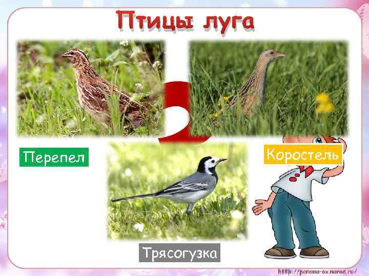 Птицы луга Коростель Перепел Трясогузка 