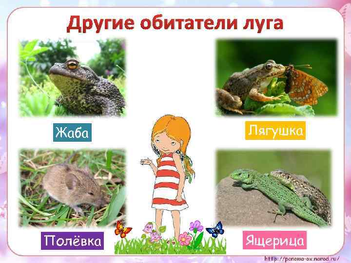 Другие обитатели луга Жаба Лягушка Полёвка Ящерица 