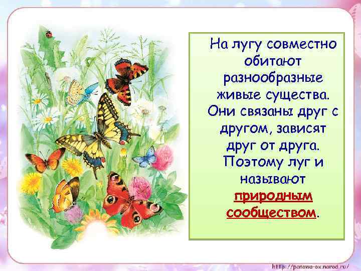 На лугу совместно обитают разнообразные живые существа. Они связаны друг с другом, зависят друг