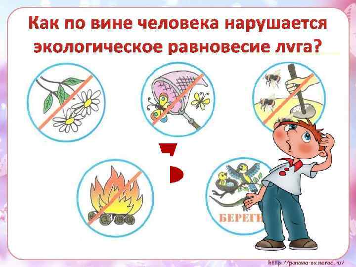 Как по вине человека нарушается экологическое равновесие луга? 