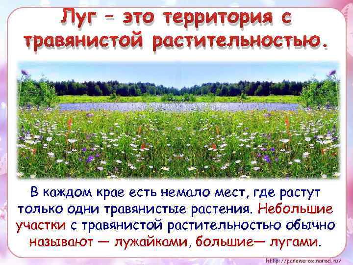 Луг – это территория с травянистой растительностью. В каждом крае есть немало мест, где