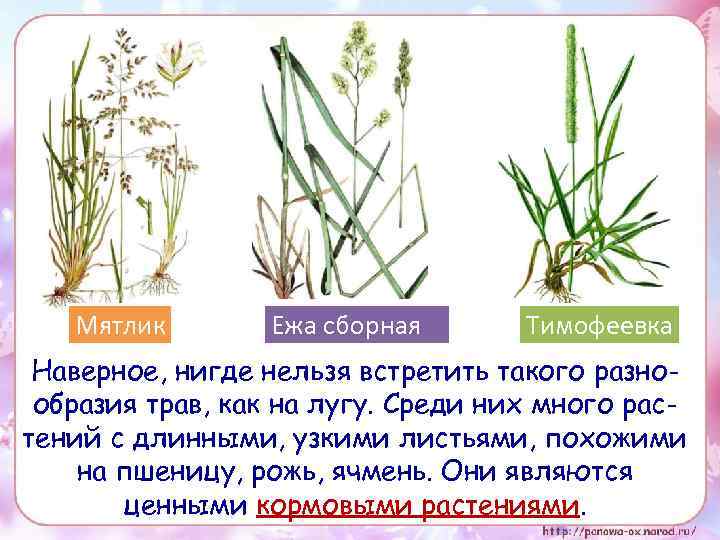 Мятлик Ежа сборная Тимофеевка Наверное, нигде нельзя встретить такого разнообразия трав, как на лугу.