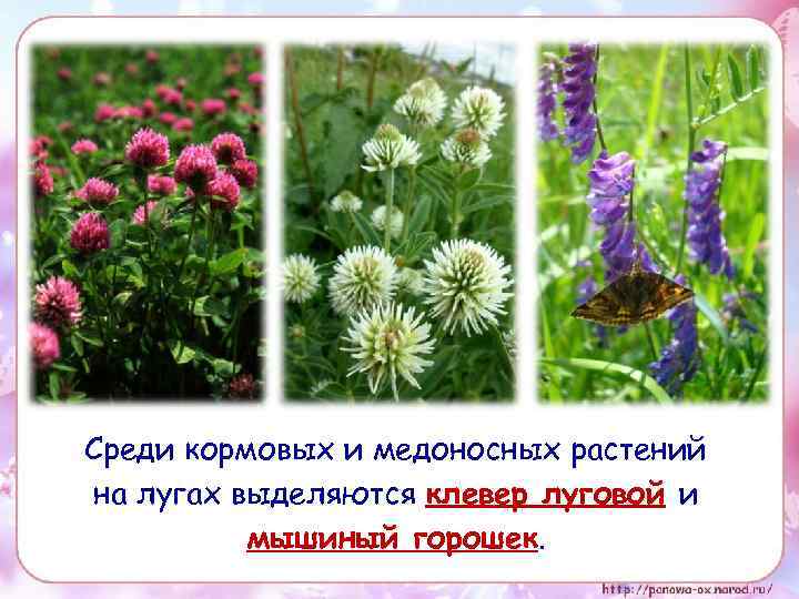 Среди кормовых и медоносных растений на лугах выделяются клевер луговой и мышиный горошек. 