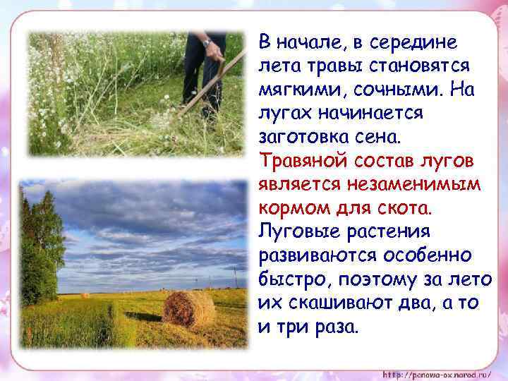 В начале, в середине лета травы становятся мягкими, сочными. На лугах начинается заготовка сена.
