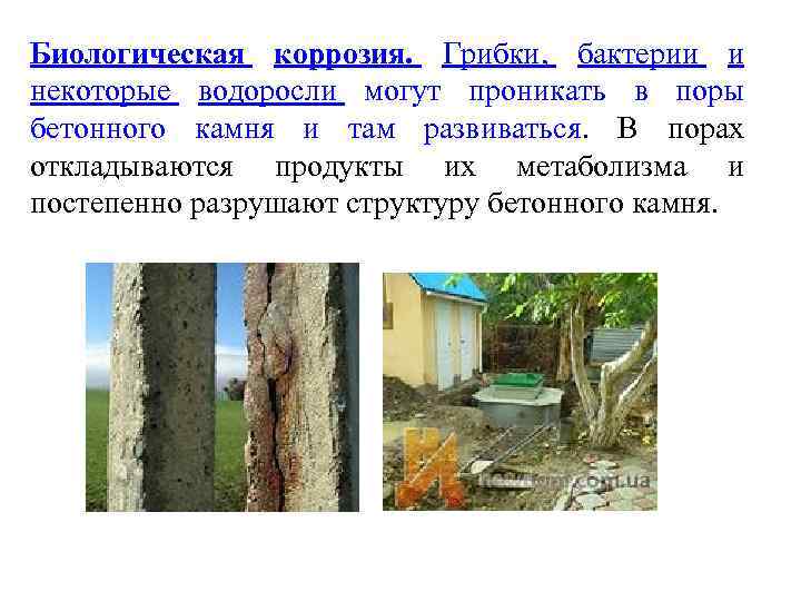 Биологическая коррозия. Грибки, бактерии и некоторые водоросли могут проникать в поры бетонного камня и