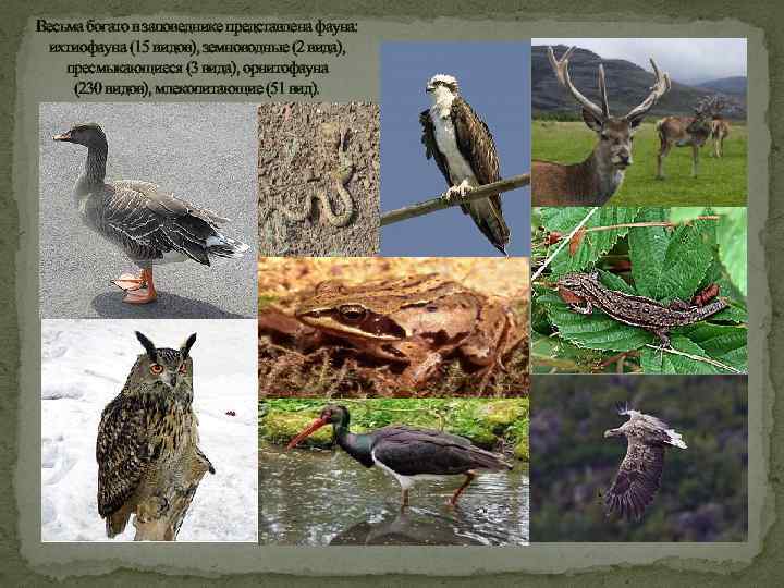 Весьма богато в заповеднике представлена фауна: ихтиофауна (15 видов), земноводные (2 вида), пресмыкающиеся (3