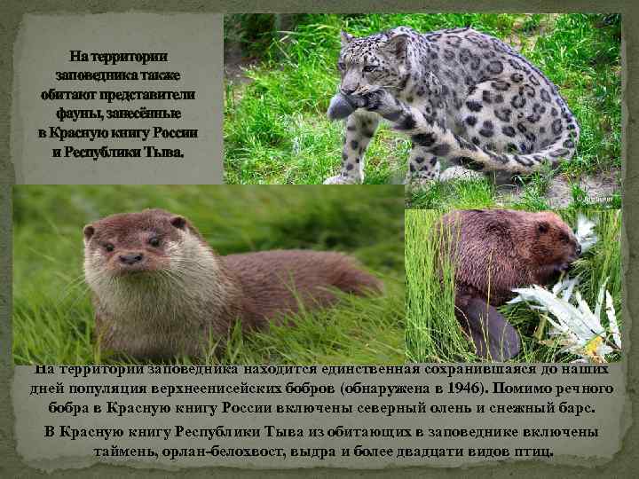 На территории заповедника также обитают представители фауны, занесённые в Красную книгу России и Республики
