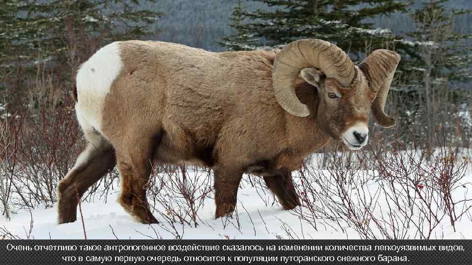 Очень отчетливо такое антропогенное воздействие сказалось на изменении количества легкоуязвимых видов, что в самую