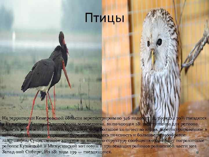 Птицы На территории Кемеровской области зарегистрировано 346 видов птиц, порядка 70% гнездятся в Кузнецком