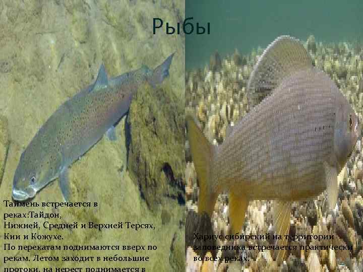 Рыбы Таймень встречается в реках: Тайдон, Нижней, Средней и Верхней Терсях, Кии и Кожухе.