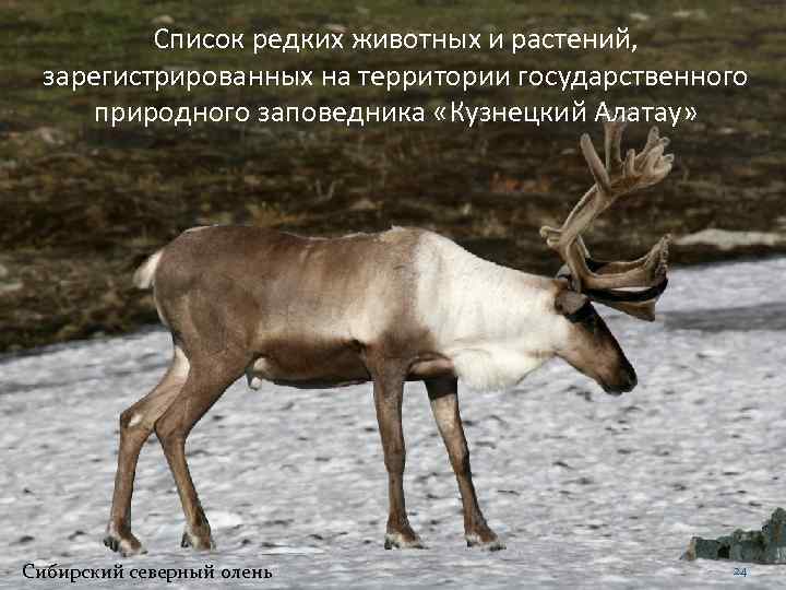 Список редких животных и растений, зарегистрированных на территории государственного природного заповедника «Кузнецкий Алатау» Сибирский