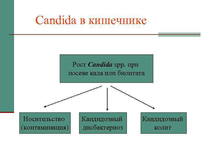 Candida в кишечнике Рост Candida spp. при посеве кала или биоптата Носительство (контаминация)