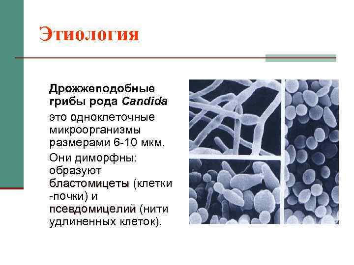 Этиология Дрожжеподобные грибы рода Candida это одноклеточные микроорганизмы размерами 6 -10 мкм. Они диморфны: