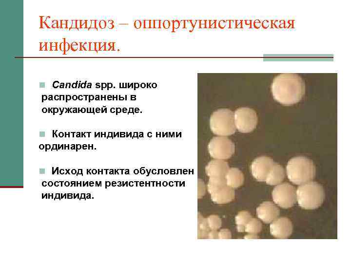 Кандидоз – оппортунистическая инфекция. n Candida spp. широко распространены в окружающей среде. n Контакт