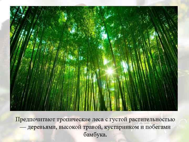 Предпочитают тропические леса с густой растительностью — деревьями, высокой травой, кустарником и побегами бамбука.