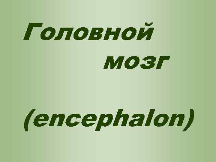 Головной мозг (encephalon) 