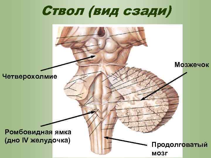 Ствол (вид сзади) Мозжечок Четверохолмие Ромбовидная ямка (дно IV желудочка) Продолговатый мозг 