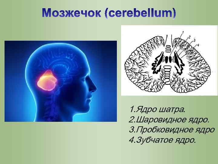 1. Ядро шатра. 2. Шаровидное ядро. 3. Пробковидное ядро 4. Зубчатое ядро. 