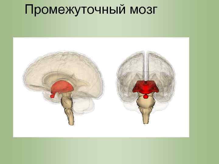 Промежуточный мозг 