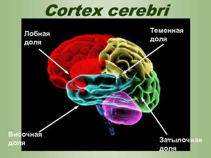 Cortex cerebri Лобная доля Височная доля Теменная доля Затылочная доля 