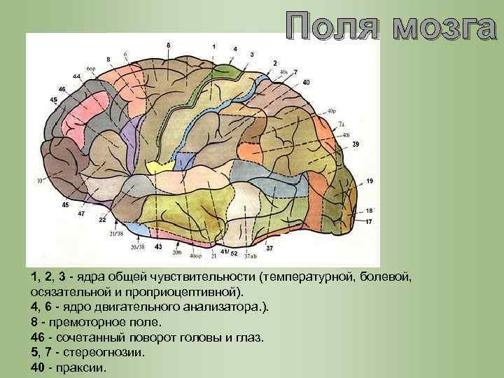 Поле мозгов. Поля головного мозга и их функции. Поля и подполя головного мозга. Двигательный анализатор поля. Поле по Бродману двигательного анализатора.