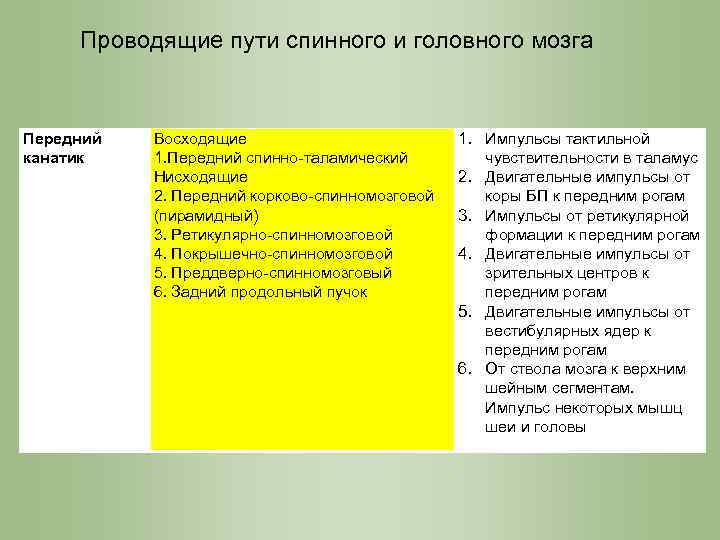 Проводящие пути спинного и головного мозга Передний канатик Восходящие 1. Передний спинно-таламический Нисходящие 2.