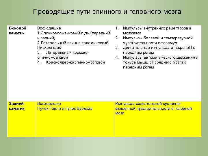 Проводящие пути спинного и головного мозга Боковой канатик Задний канатик Восходящие 1. Спинномозжечковый путь