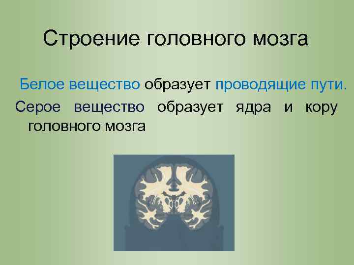 Вещество мозга. Белое вещество мозга образовано. Белое вещество головного мозга образуют. Серое вещество мозга образовано. Белое вещество образовано.