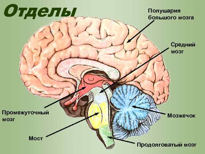 Отделы Полушария большого мозга Средний мозг Промежуточный мозг Мозжечок Мост Продолговатый мозг 