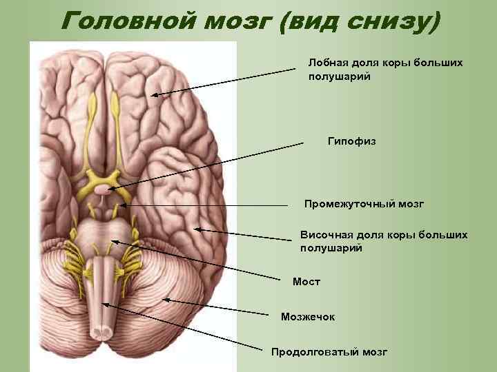 Гипофиз головного мозга где находится рисунок