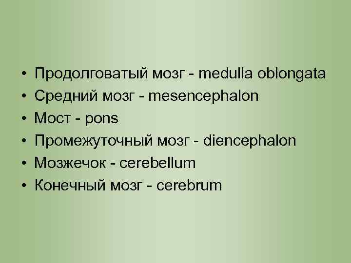  • • • Продолговатый мозг - medulla oblongata Средний мозг - mesencephalon Мост