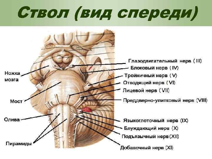 Ствол (вид спереди) 