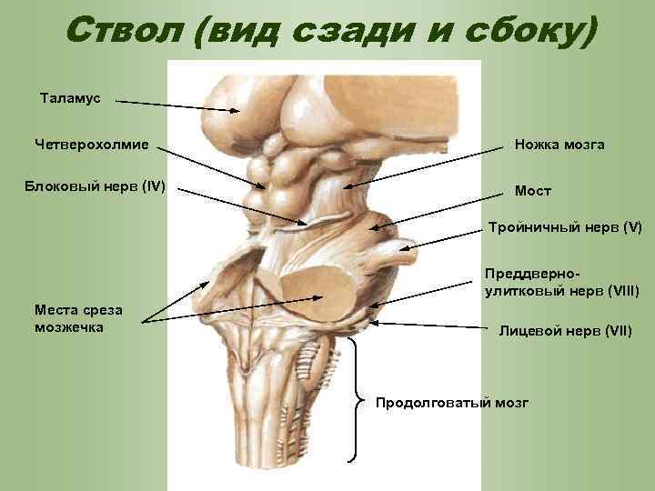 Ствол (вид сзади и сбоку) Таламус Четверохолмие Блоковый нерв (IV) Ножка мозга Мост Тройничный