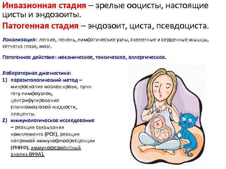 Инвазионная стадия – зрелые ооцисты, настоящие цисты и эндозоиты. Патогенная стадия – эндозоит, циста,