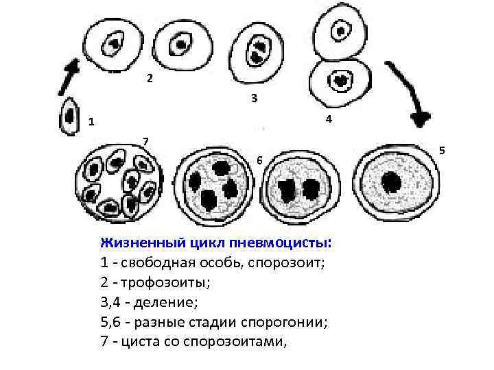 Жизненный цикл балантидия схема