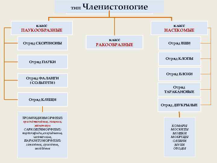 тип Членистоногие класс ПАУКООБРАЗНЫЕ Отряд СКОРПИОНЫ Отряд ПАУКИ Отряд ФАЛАНГИ ( СОЛЬПУГИ ) класс
