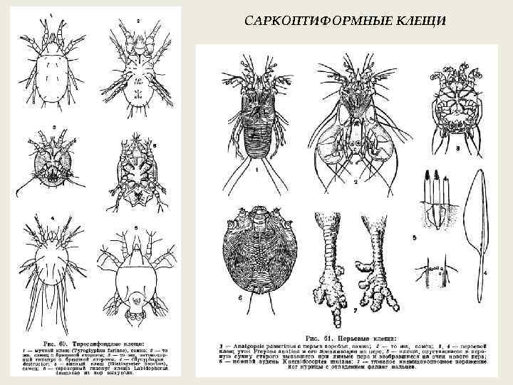 САРКОПТИФОРМНЫЕ КЛЕЩИ 