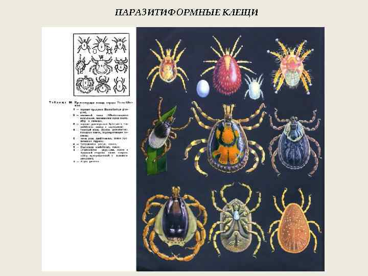 ПАРАЗИТИФОРМНЫЕ КЛЕЩИ 