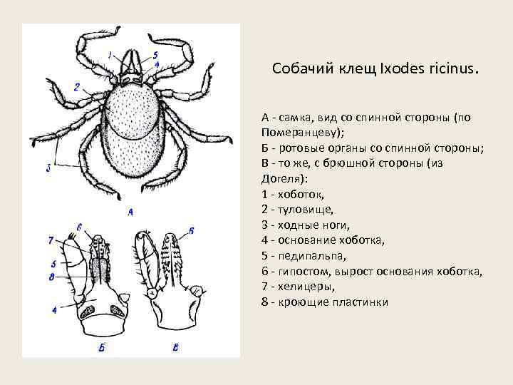 Собачий клещ Ixodes ricinus. A - самка, вид со спинной стороны (по Померанцеву); Б