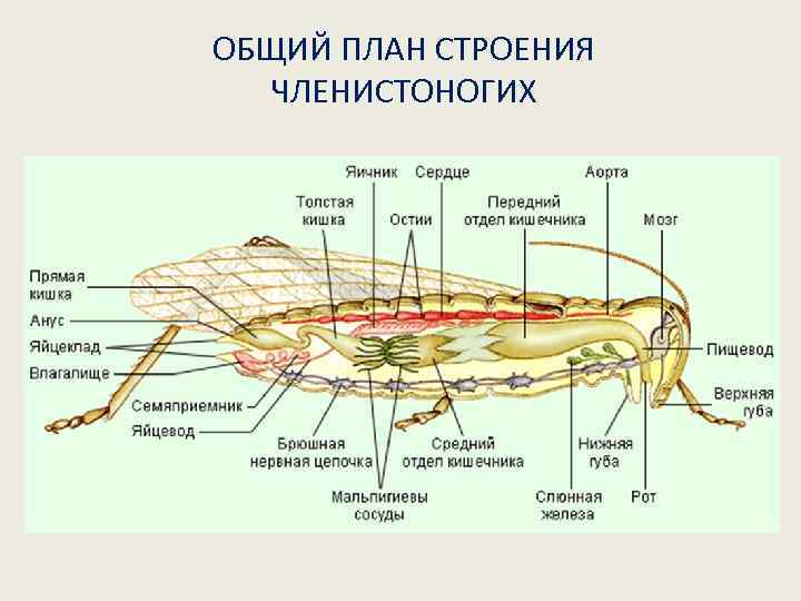 ОБЩИЙ ПЛАН СТРОЕНИЯ ЧЛЕНИСТОНОГИХ 