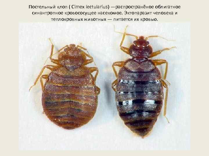 Постельный клоп ( Cimex lectularius) —распространёное облигатное синантропное кровососущее насекомое. Эктопаразит человека и теплокровных