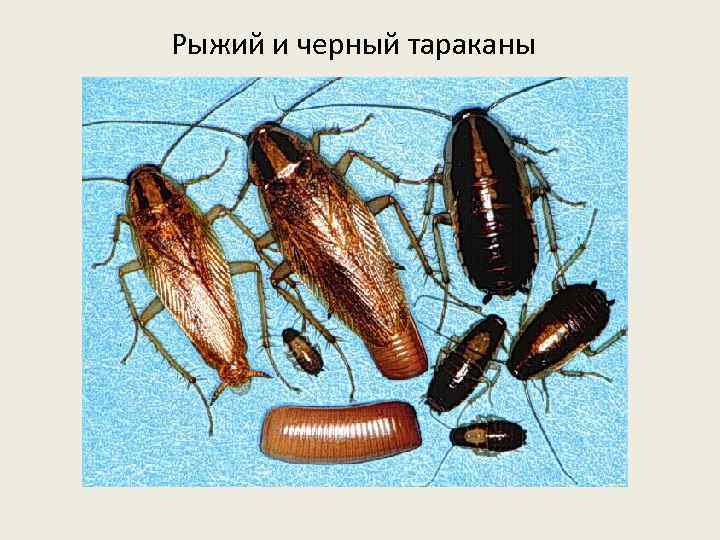 Рыжий и черный тараканы 