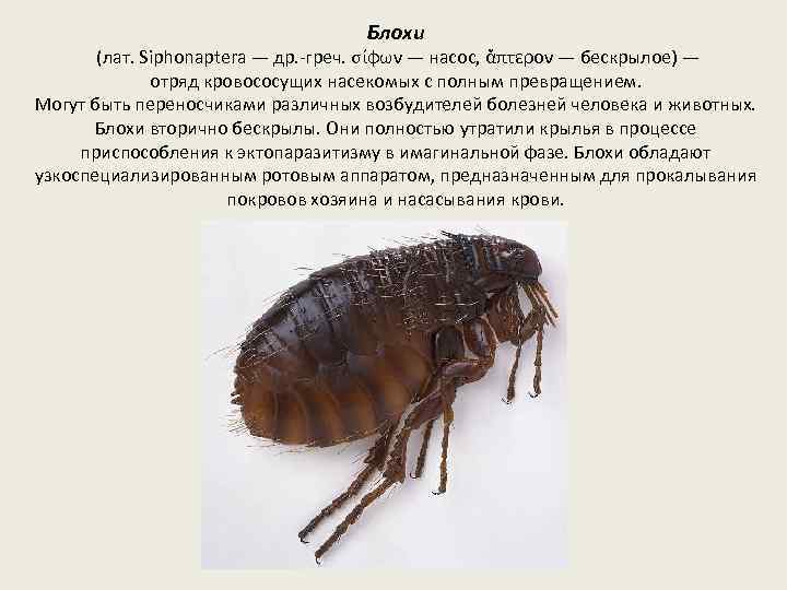 Блохи (лат. Siphonaptera — др. -греч. σίφων — насос, ἄπτερον — бескрылое) — отряд