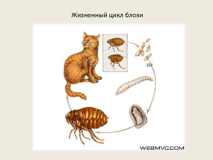 Жизненный цикл блохи 2222 недели червеобразная личинка имаго куколка 