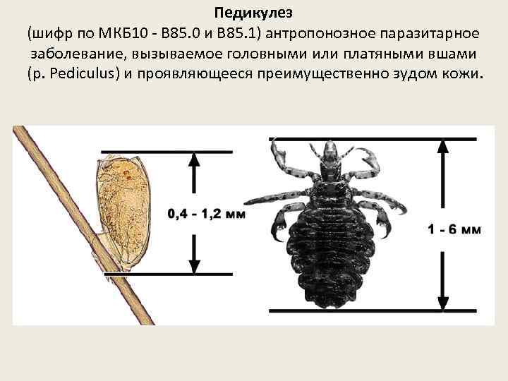 Педикулез код мкб