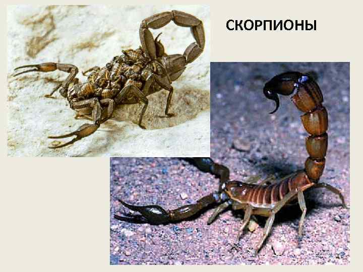 СКОРПИОНЫ 