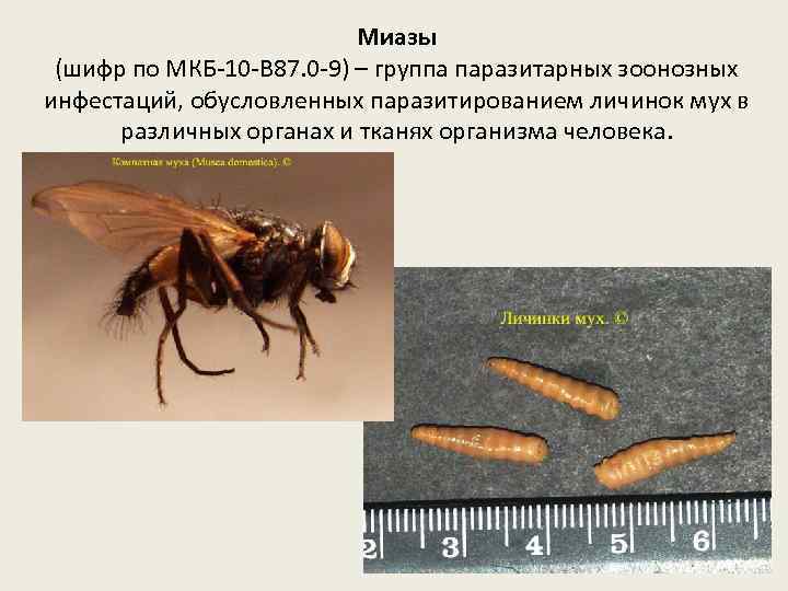 Миазы (шифр по МКБ-10 -B 87. 0 -9) – группа паразитарных зоонозных инфестаций, обусловленных